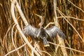 Anhinga Snakebird In Amazonian Jungle Royalty Free Stock Photo