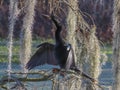 Anhinga drying feathers in sunlight