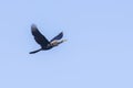 Anhinga, Snakebird Flying Up In The Sky Royalty Free Stock Photo