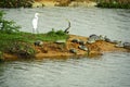 Anhinga snakebird, great egret and many turtles