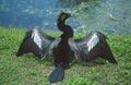 An Anhinga or Snakebird.