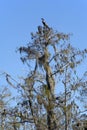 Anhinga snakebird on a tree in Everglades