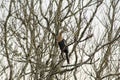 Anhinga snakebird on a tree in Everglades