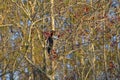 Anhinga snakebird on a tree in Everglades, Florida