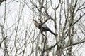 Anhinga snakebird on a tree in Everglades