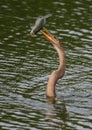 Anhinga with speared large-mouth bass