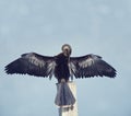 Anhinga spreads its wings Royalty Free Stock Photo
