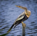 Anhinga strains its neck looking for danger on a pond
