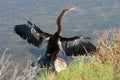 Anhinga Stretching His Wings