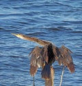 Anhinga stretching at the Merritt Island National Wildlife Refuge Royalty Free Stock Photo