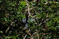 Anhinga suns itself amidst the branches of the trees