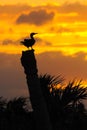 Anhinga Sunset 2 Royalty Free Stock Photo