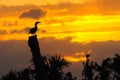 Anhinga Sunset 3 Royalty Free Stock Photo