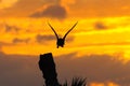 Anhinga Sunset 4 Royalty Free Stock Photo