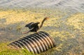 Anhinga is the big bird of Florida with a very distinctive appearance. She is angry