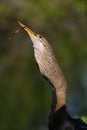 Anhinga swallowing fish Royalty Free Stock Photo