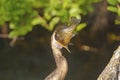 Anhinga Swallowing a Very Large Fish Royalty Free Stock Photo