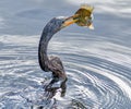 Anhingna spear fisher at largo nature park Royalty Free Stock Photo