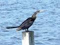 The anhinga on top of the wooden post Royalty Free Stock Photo