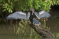 Anhinga water bird drying its plumage