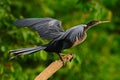 Anhinga, water bird in the river nature habitat. Water bird from Costa Rica. Anhinga in the water. Bird with log neck and bill. An