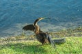 Anhingas bird, looking back, and drying wing feather, after diving into tropical lake Royalty Free Stock Photo