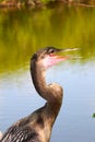 Anhingas in the Everglades Royalty Free Stock Photo