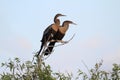 Anhingas On A Perch Royalty Free Stock Photo