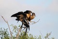 Anhingas On A Perch Royalty Free Stock Photo