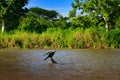 Anhingas in the river habitat. Anhinga, water bird in the water nature. Water animal from Costa Rica. Heron in the green vegetatio