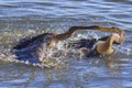 Anhingas, Snakebirds Territorial Fight