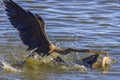 Anhingas Territorial Fight Royalty Free Stock Photo