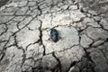 Anhydrous dry cracked earth and dead bug