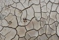 Animal footprints on dried soil. Cracked earth texture. Royalty Free Stock Photo