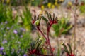 Anigozanthos Flavidus or Kangaroo Paw plant with yellow and red flowers Royalty Free Stock Photo