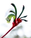 Kangaroo Paw; Anigozanthos Manglesii Royalty Free Stock Photo