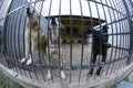 Aggressive stray dog snarling, barking behind bars in the aviary,