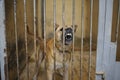 Aggressive stray dog snarling, barking behind bars in the aviary,