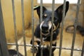 Aggressive stray dog snarling, barking behind bars in the aviary,