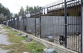 Animal abuse. Aggressive stray dogs snarling behind bars in the aviary. Municipal animal shelter