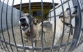 Animal abuse. Agressive stray dog snarling behind bars in the aviary