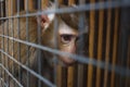 animal abuse. portrait of a sad monkey in a cage Royalty Free Stock Photo