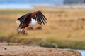 Animal action photo. African fish eagle flying with tilapia fish in claws, directly to camera above sand rim of Zambezi river bank