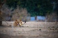 Animal action scene from Mana Pools National Park. Direct view on very angry lioness, showing teeths. Low angle photography,