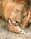 Animal African lione
