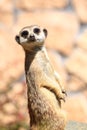 Animal Alert meerkat (Suricata suricatta) Royalty Free Stock Photo