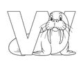 Animal alphabet. capital letter W, Walrus. illustration. For pre school education, kindergarten and foreign language learning for Royalty Free Stock Photo