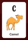 Animal Alphabet Flashcard - C for Camel