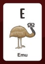 Animal Alphabet Flashcard - E for Emu Bird Royalty Free Stock Photo