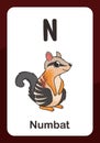 Animal Alphabet Flashcard - N for Numbat Royalty Free Stock Photo